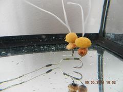 rig& baits !!